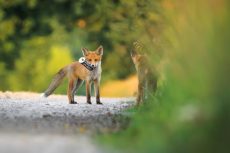 1 miejsce_My i Przyroda_Maksymilian Paczkowski