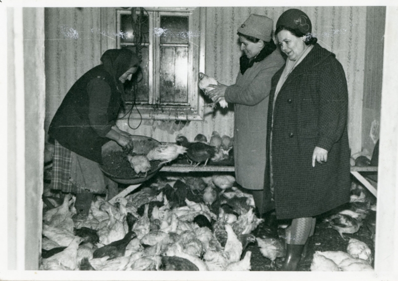 1175_Wystawa Rolnicza.