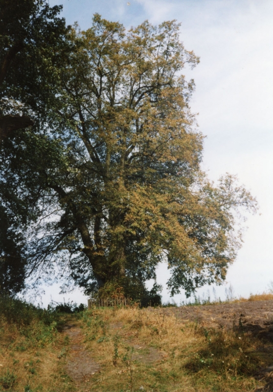 1316_Lipy przy ulicy Leśnej.