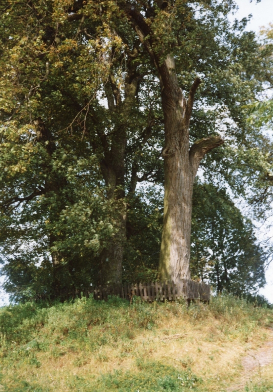 1317_Lipy przy ulicy Leśnej.