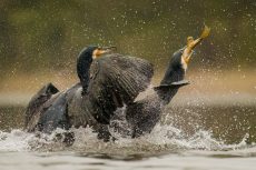 3 miejsce_Przyroda_Rafał Lebiedziński