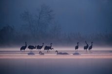 Grand Prix Nagroda Dyrektora RPN i wyróżnienie_Przyroda_Agnieszka Florczyk