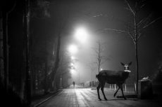 Wyróżnienie_My i przyroda_Radomir Gomółka