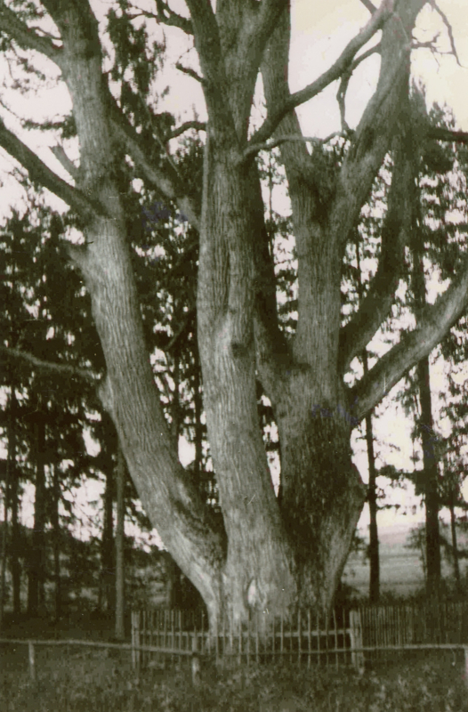 1827-Florianka-da-Florian-lata-70-te